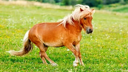 Poliția zice să fim empatici cu animalele