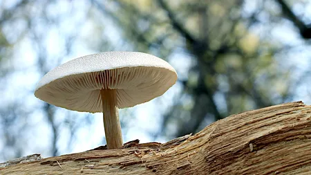 Gigantul invizibil: povestea celei mai mari forme de viață de pe Pământ