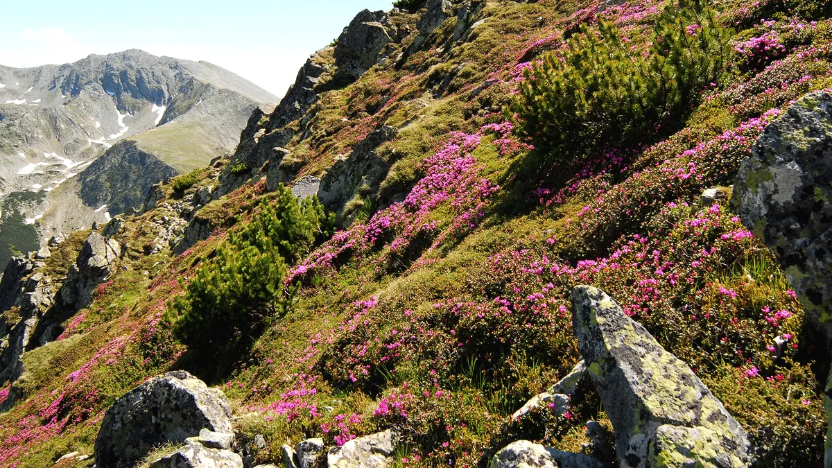 Restricții peste restricții: Noile planuri ANMAP amenință dezvoltarea zonelor montane și rurale