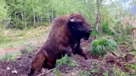 Imagini Rare: Un zimbru din Munții Făgăraș, surprins scărpinându-se (VIDEO)