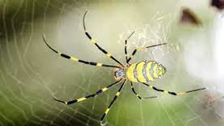 Noi specii de păianjen și o specie de plantă au fost descoperite într-un sit UNESCO