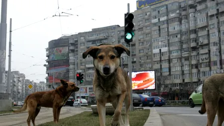 Sute de câini înfometați și periculoși mișună pe străzile din București
