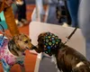 Ai sau n-ai animale de companie, du-te!