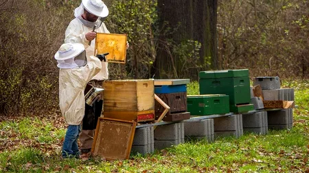 Subvenții de peste 59 milioane lei pentru apicultori. 50% din fonduri vin de la UE
