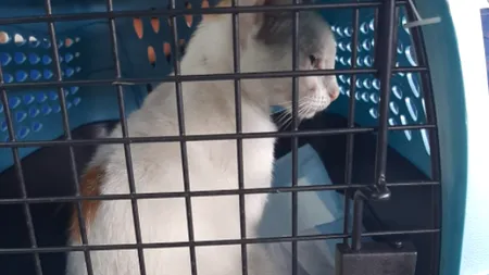 O pisică, prinsă în timp ce încerca să aducă droguri într-o închisoare. Ce se va întâmpla cu ea
