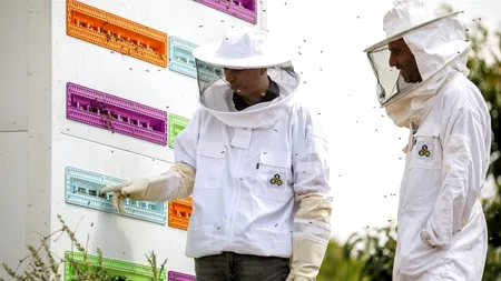 Progres: Un stup robotizat ajută albinele să îşi găsească refugiul din calea pericolelor