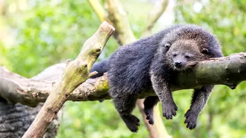 Un locatar misterios al pădurilor tropicale. Animalul neobișnuit care miroase a popcorn cu unt