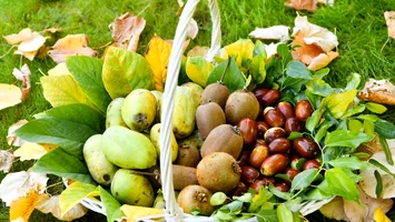 Fructul exotic cultivat în locul caiselor în România. Este rezistent la îngheț