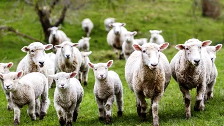 Bulgarii fug de România înainte de Paște și ne bagă în scandalul cărnii de miel