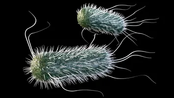 Cafeaua, aliatul ascuns al bacteriilor: cofeina poate slăbi efectul antibioticelor, arată un studiu european