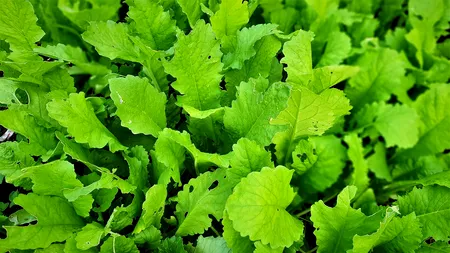 Leuşteanu' şi specialistu'