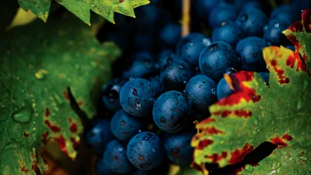 Producătorul de vin Vincon s-a transformat în Beciul Domnesc