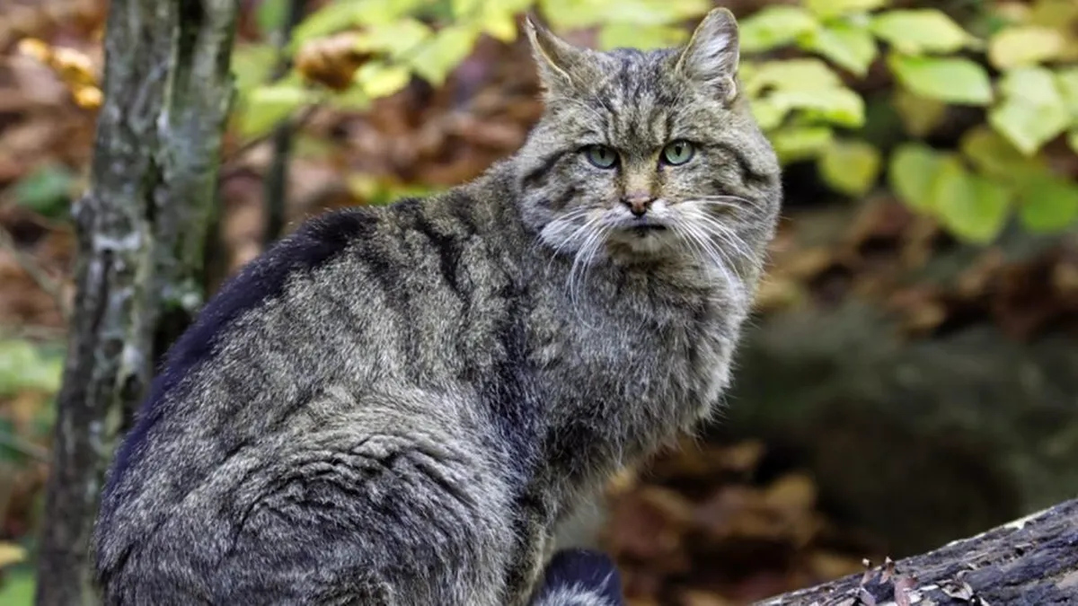 Germania: Din aprilie până în august, interzis pisicilor în aer liber