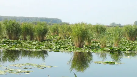 Proiectul renaturării Luncii Dunării, tergiversat 15 de ani pentru că deranjează interesele „marilor fermieri”