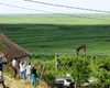 Pădurea mutantă de pe fundul fostului lac de acumulare Kahovka: sălciile hibride schimbă fața ecosistemului