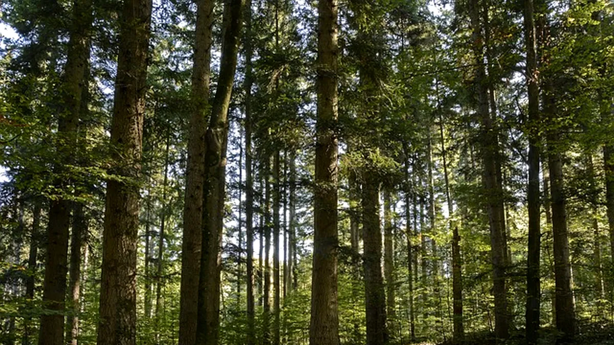 Noul Cod silvic: Tăierile „la ras” vor fi  interzise. Condiții stricte pentru proprietarii de păduri