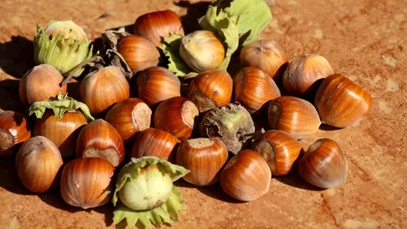 Tărgul Grădinarului: Cultivarea alunului, de la hobby la afacere