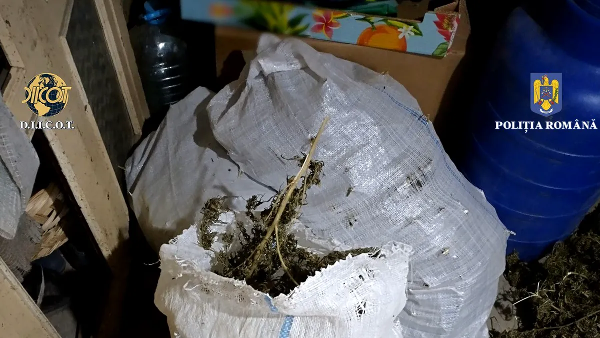 Buzău: Peste 20 de kilograme de canabis găsite într-o locuință