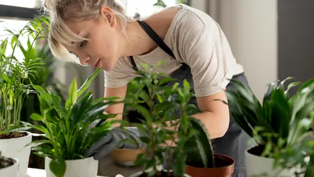Cum vă pot scăpa plantele de ceea ce e toxic!
