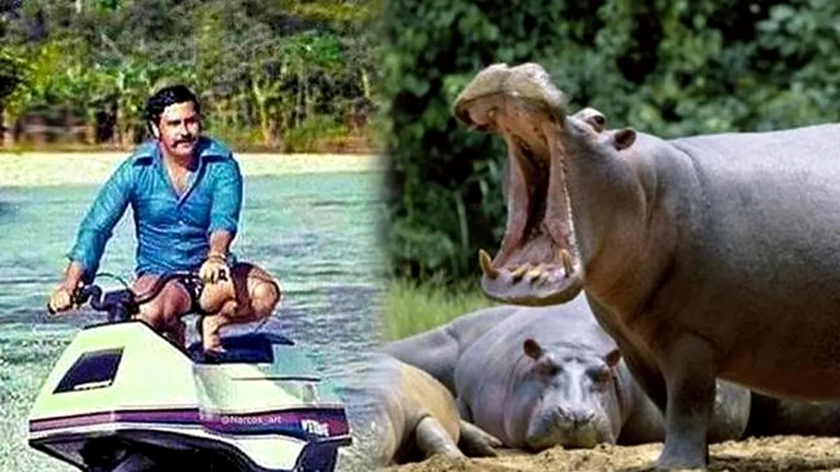 Columbia sterilizează hipopotamii lui Pablo Escobar (VIDEO)