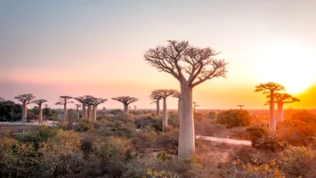 Tot mai mulți români aleg să se stabilească în Madagascar