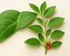 E la mare modă: planta zen care te liniștește… până-ți crapă ficatul