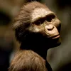 Lucy nu a fost singura: o specie umană și mai primitivă de australopitec a coexistat cu ea