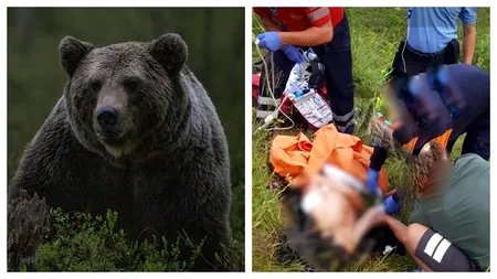 Bărbat în vârstă de 53 de ani mușcat de urs în jud. Buzău