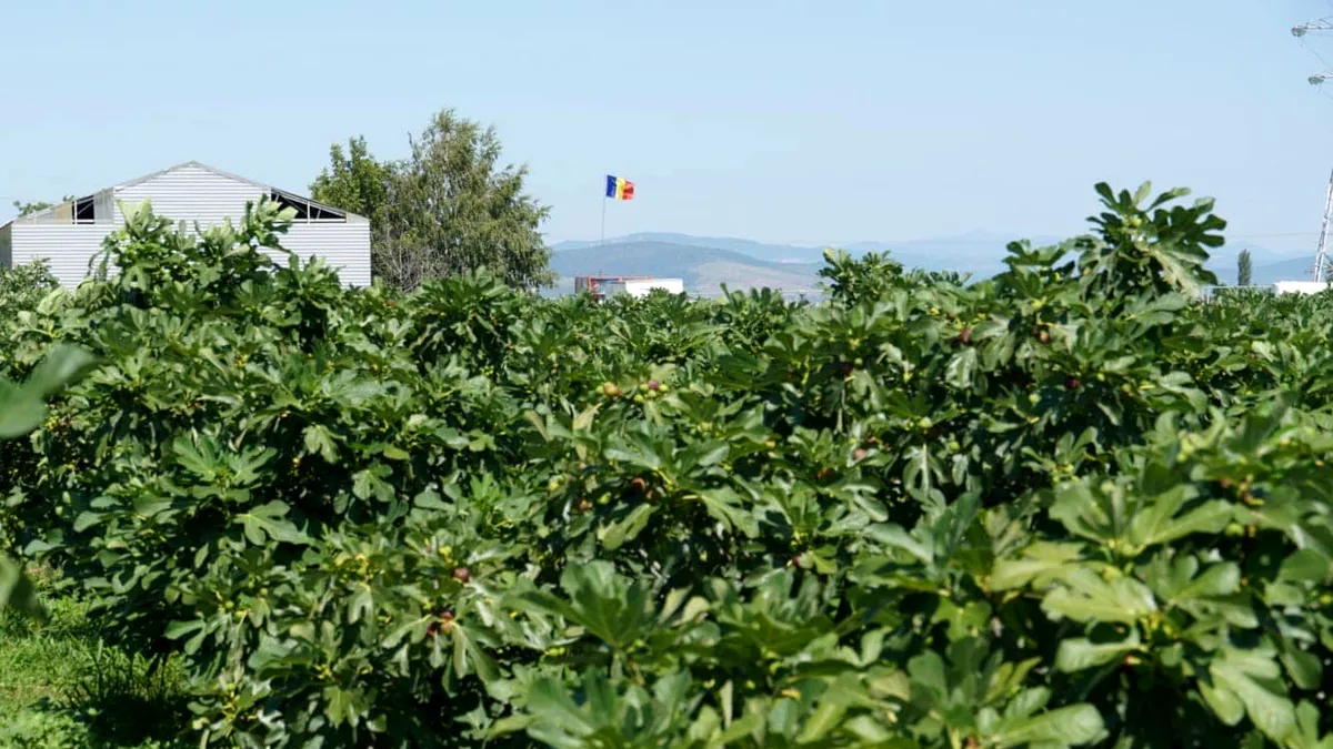 Sunt considerate fructele viitorului. Se adaptează la secetă, terenuri aride și se pot consuma proaspete, deshidratate sau în conserve