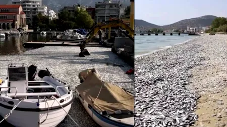 IMAGINEA ZILEI. Tone de pești morți pe o plajă din Grecia. Aceștia sunt îndepărtați cu excavatoarele