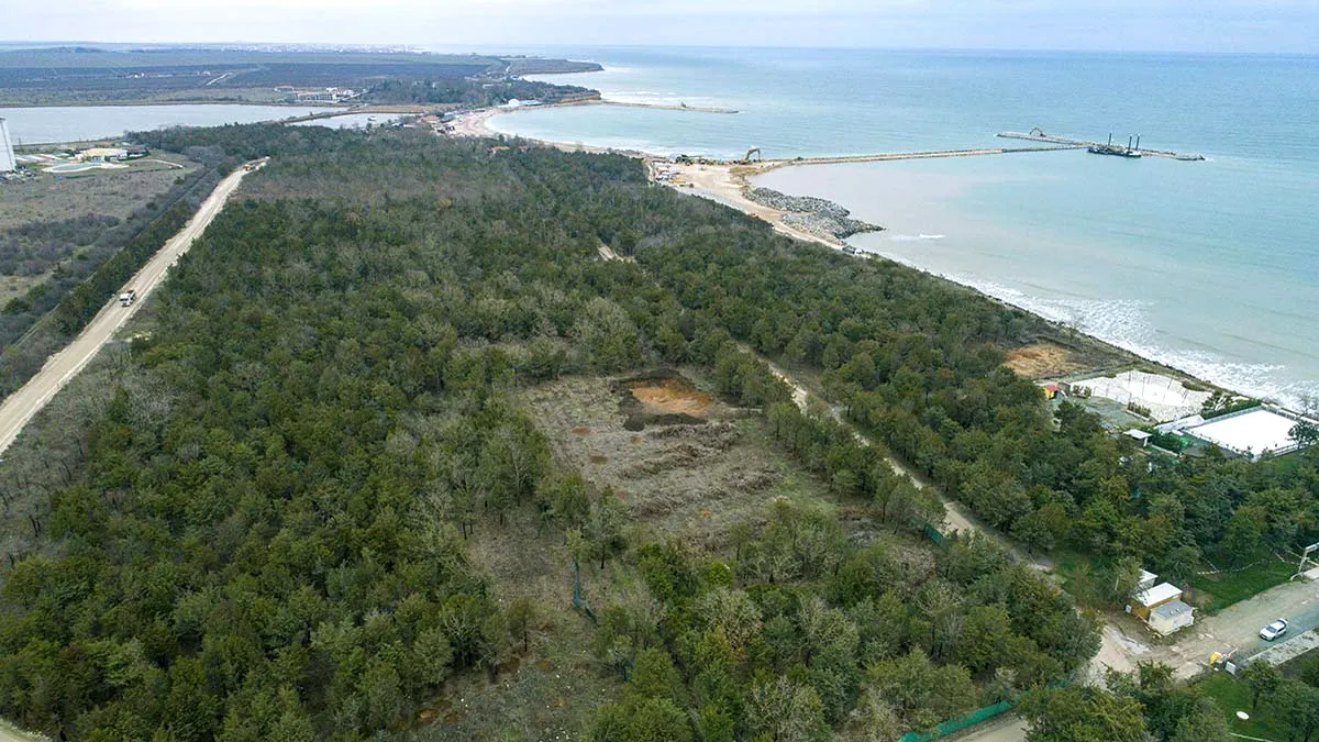 Cum dispare singura pădure de pe litoralul românesc: Latifundiarii din Comorova