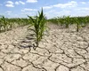 Alertă agricolă 2025: între norii de ploaie și soarele ucigaș