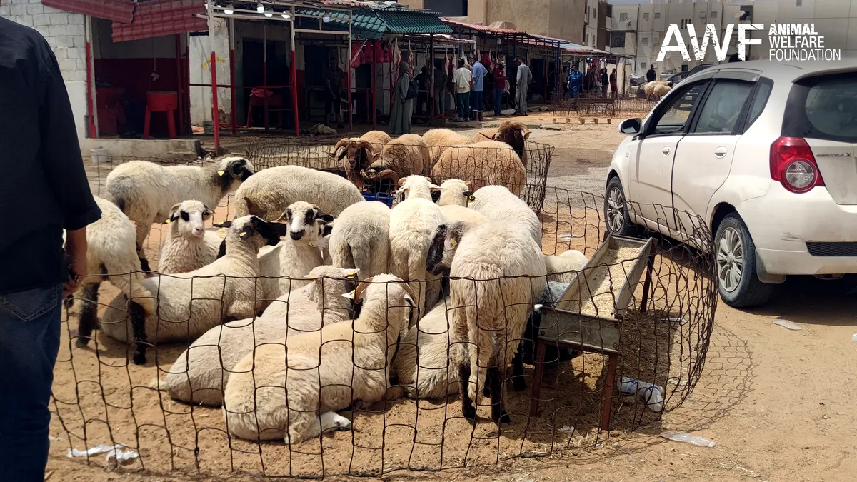 Imagini fără precedent cu ovinele românești exportate în Libia: o anchetă internațională dezvăluie abuzuri și condiții extreme