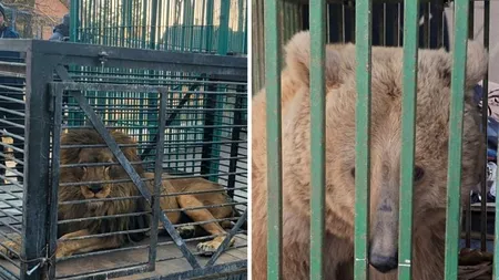 Din Ucraina: Povestea leului, lupoaicei și ursului care au venit în România