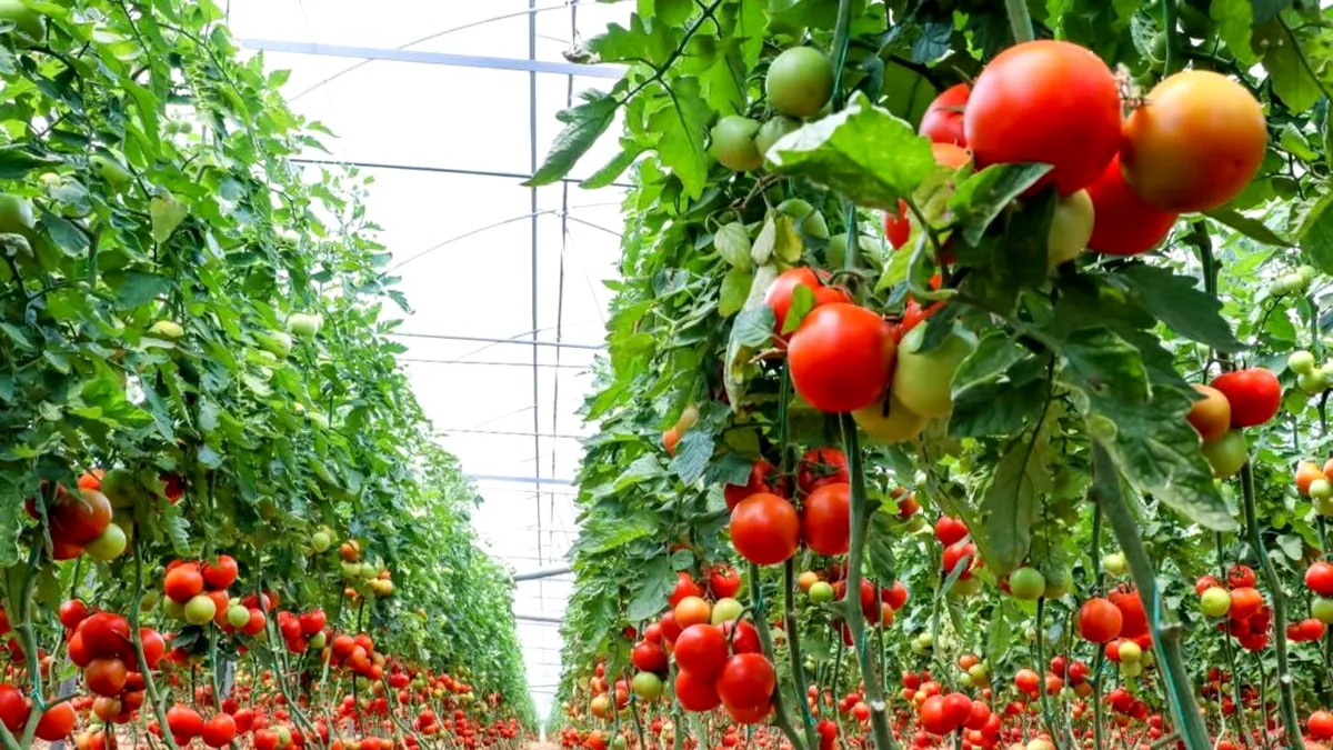Precizări MADR pentru producătorii de tomate: Dosarele pentru ajutorul de stat nu trebuie să fie înscrise în SIMM