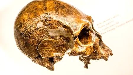 Studiu: Gena strămoșilor din Neanderthal, responsabilă pentru formele ușoare sau asimptomatice de COVID-19