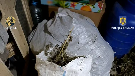 Buzău: Peste 20 de kilograme de canabis găsite într-o locuință