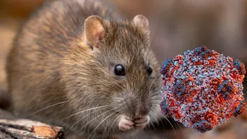 Anunțul OMS, despre focarul de hantavirus. Motivul pentru care este exclusă o nouă pandemie