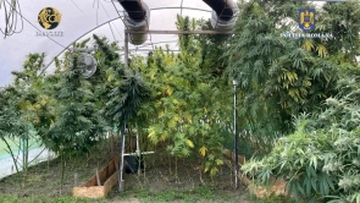 Un olandez a fost preluat de către DIICOT! A cultivat canabis într-o seră din România