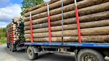 Procurorii destructurează o rețea de evaziune din industria lemnului: zeci de persoane și o firmă, anchetate pentru un prejudiciu de milioane