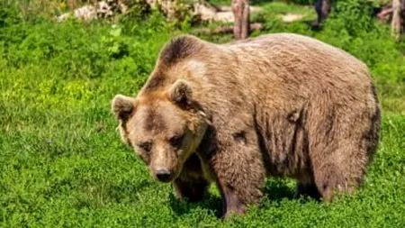 Harghita: Intervenție de o oră „dedicată” unui urs