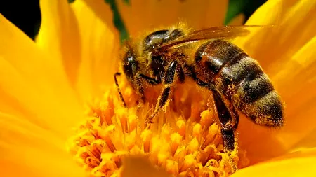 „Nu m-am aşteptat niciodată să găsesc o astfel de albină”. Specia mascată care a reapărut pe Terra
