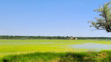 Lacu Sărat, invadat de „mătasea broaștei”. A scăzut salinitatea după alimentarea cu apă dulce din Dunăre?