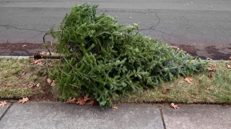 Brazii uscați devin îngrășământ: unde îi predai gratuit și cum sunt procesați