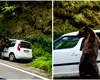 Incident pe Transfăgărășan: un urs a spart geamul unui autoturism în căutare de mâncare