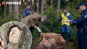 Incredibil. Un silvicultor din Vrancea a furat lemn de peste 500.000 de euro, dar a fost „sancționat” cu o mutare mai aproape de casă