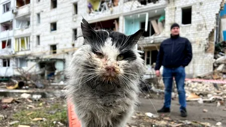 Pisicuță supraviețuitoare în masacrul de la Borodyanka