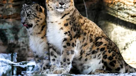Trei leoparzi ai zăpezilor au murit de COVID la o grădină zoologică