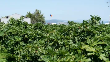 Sunt considerate fructele viitorului. Se adaptează la secetă, terenuri aride și se pot consuma proaspete, deshidratate sau în conserve