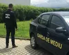 Scandal în Arad: arbori otrăviți cu sare, în centrul orașului. Poliția a deschis dosar penal